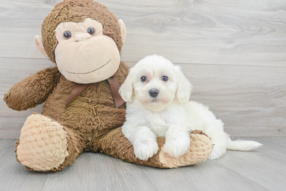 Havanese Puppy for Adoption