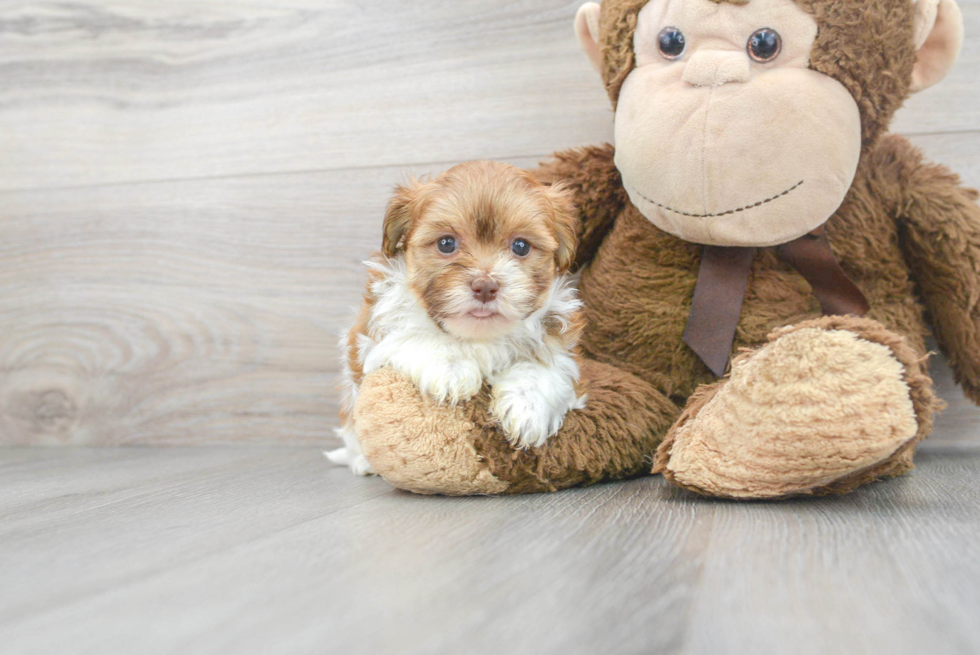 Havanese Pup Being Cute