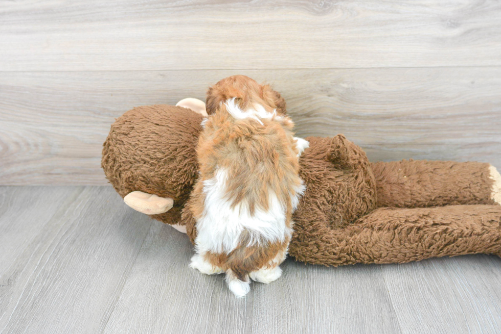 Petite Havanese Purebred Puppy