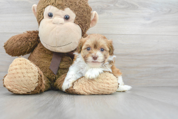 Havanese Pup Being Cute