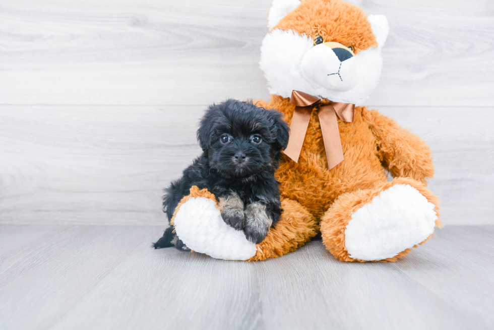 Best Havanese Baby