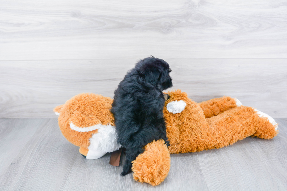 Havanese Pup Being Cute