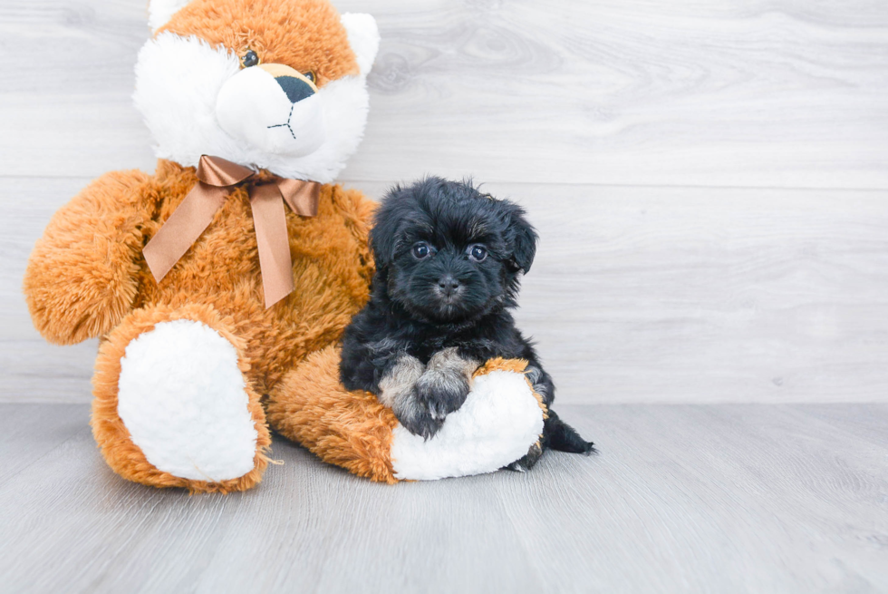 Best Havanese Baby