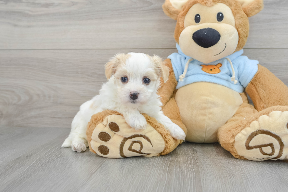 Havanese Pup Being Cute