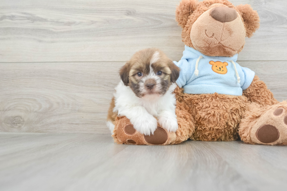 Havanese Pup Being Cute