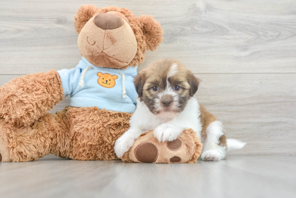 Hypoallergenic Havanese Baby