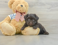 5 week old Havanese Puppy For Sale - Premier Pups