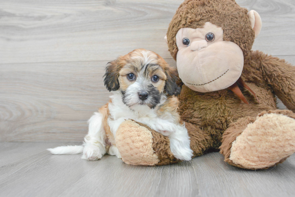 Havanese Pup Being Cute