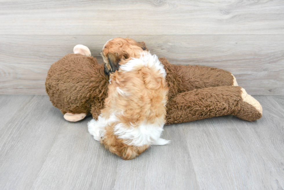 Popular Havanese Baby