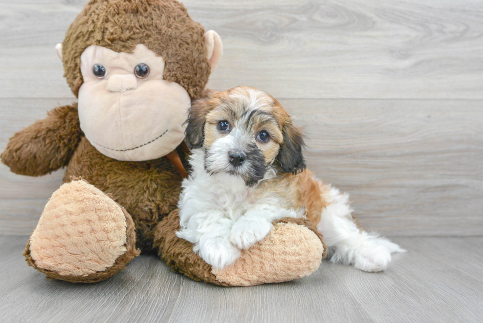 Friendly Havanese Purebred Pup