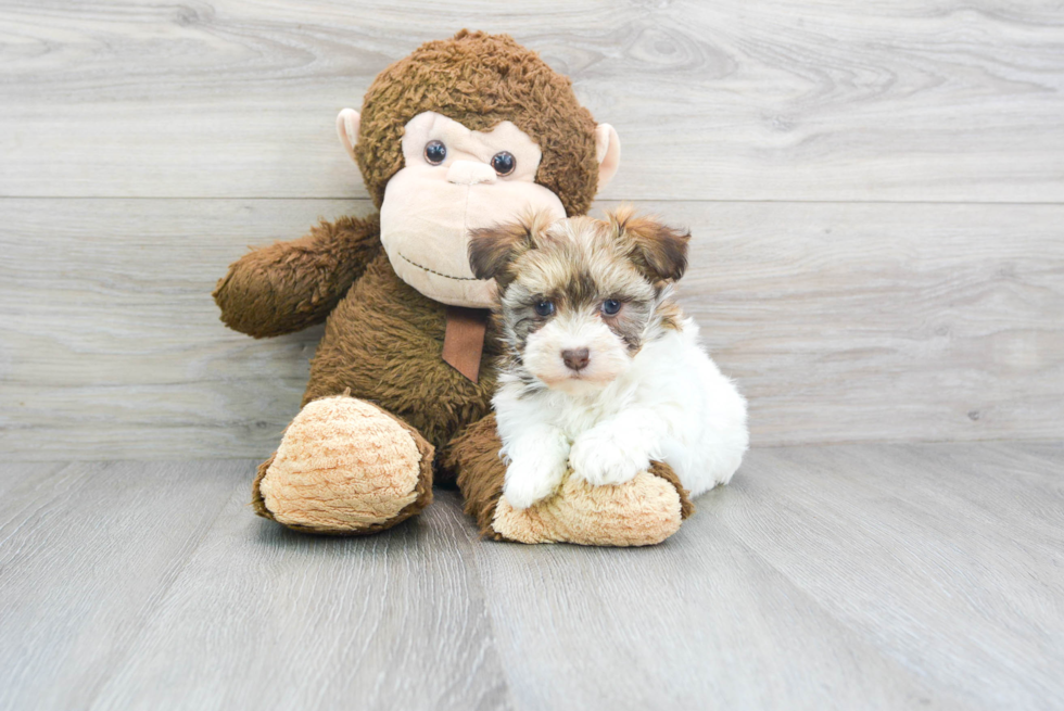 Hypoallergenic Havanese Baby