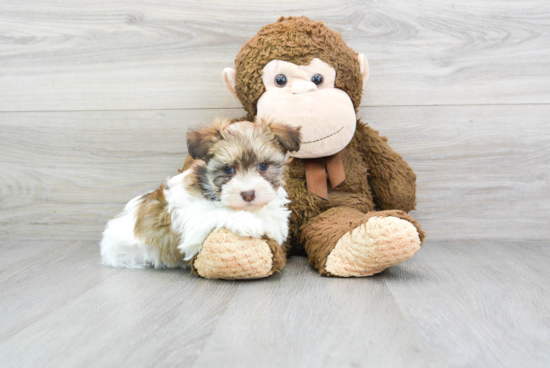 Havanese Pup Being Cute