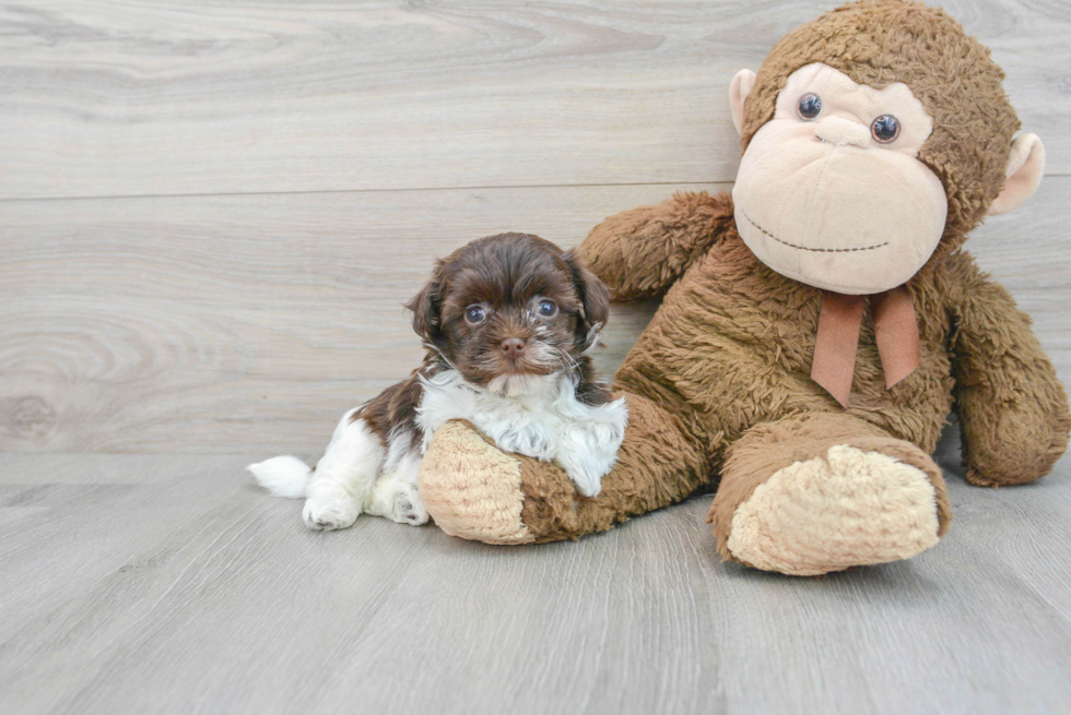 Havanese Pup Being Cute