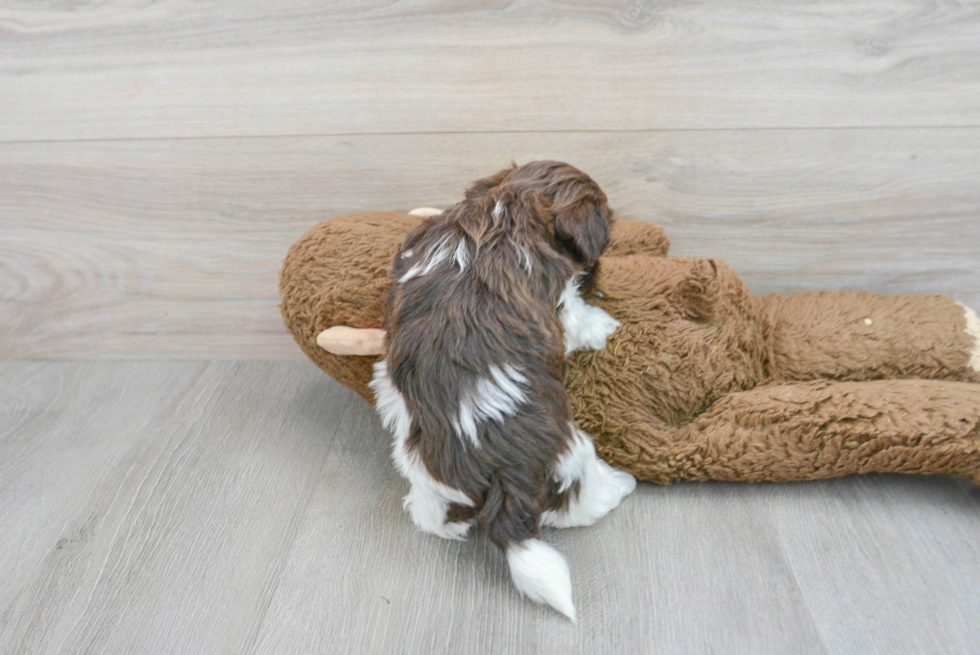 Havanese Puppy for Adoption
