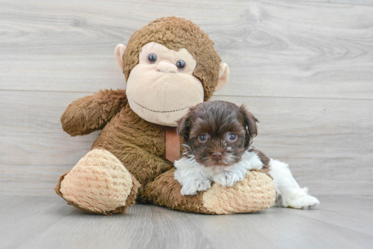 Funny Havanese Purebred Pup
