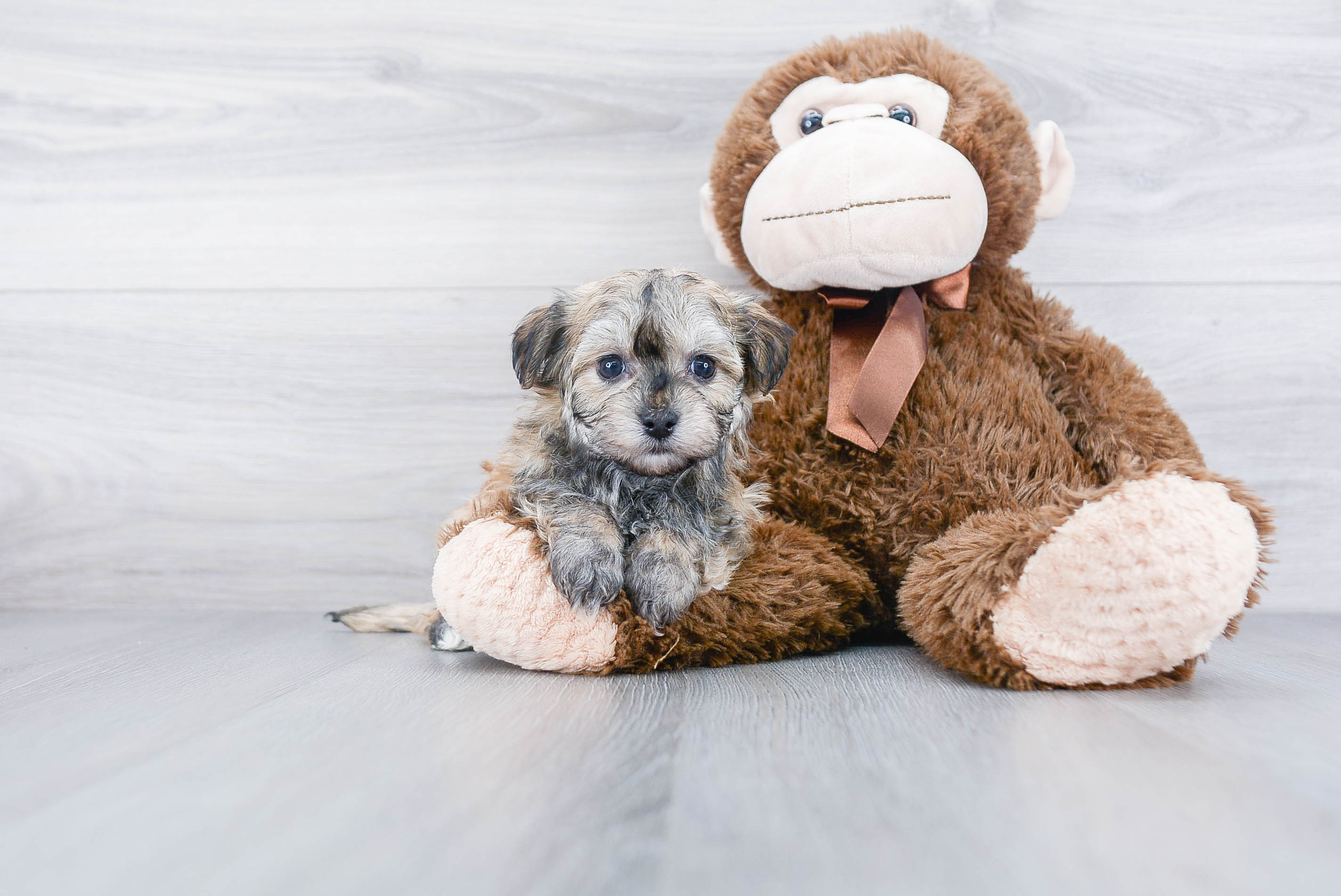 Best Havanese Baby
