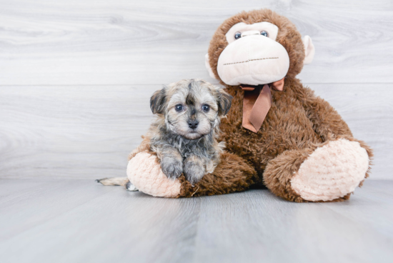 Best Havanese Baby