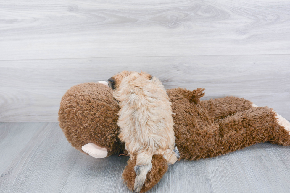 Happy Havanese Purebred Puppy