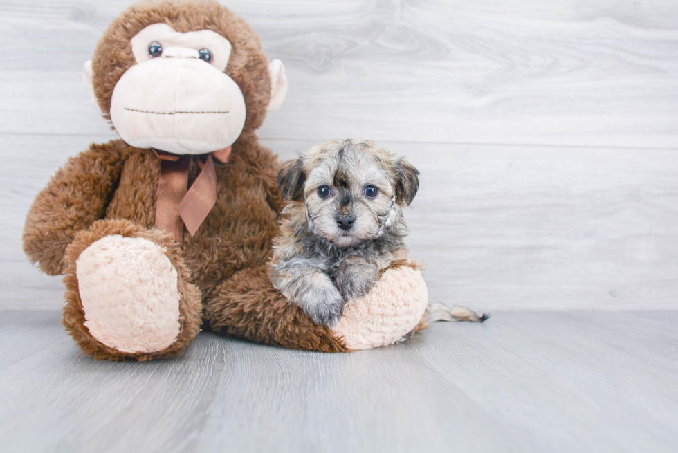 Havanese Pup Being Cute