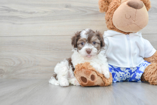 Best Havanese Baby