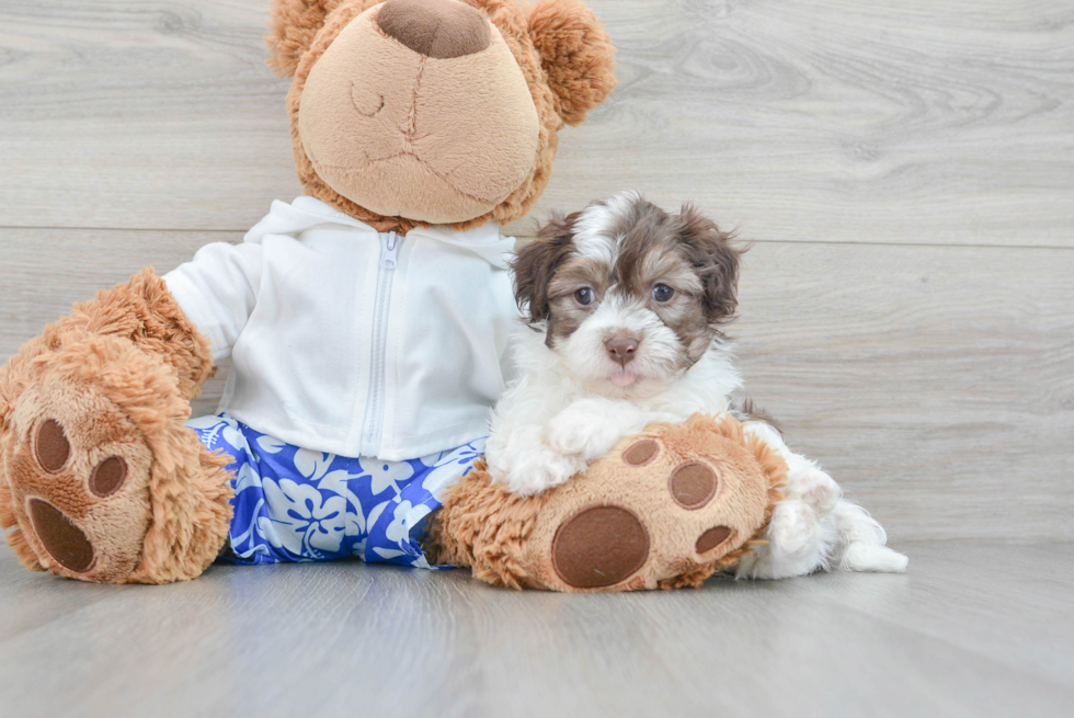 Best Havanese Baby