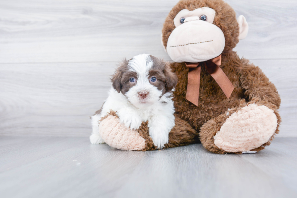 Small Havanese Baby