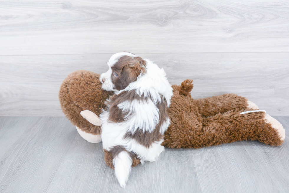 Havanese Pup Being Cute