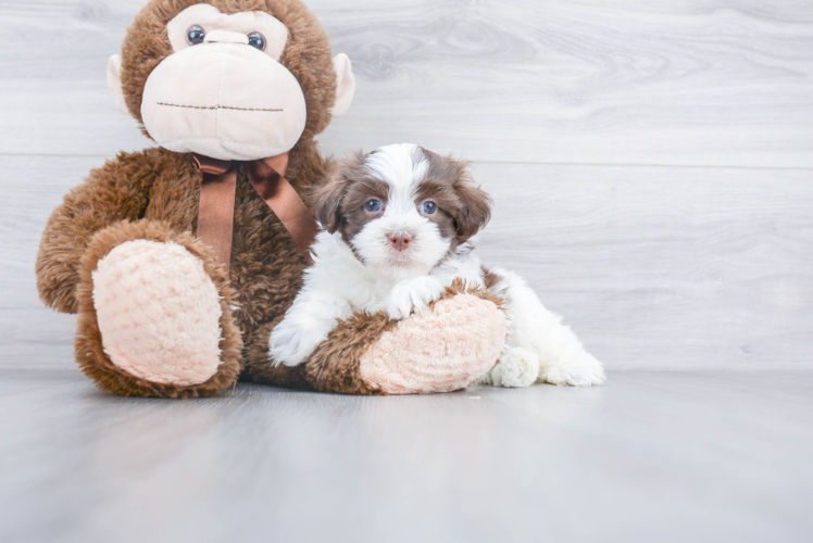 Hypoallergenic Havanese Baby