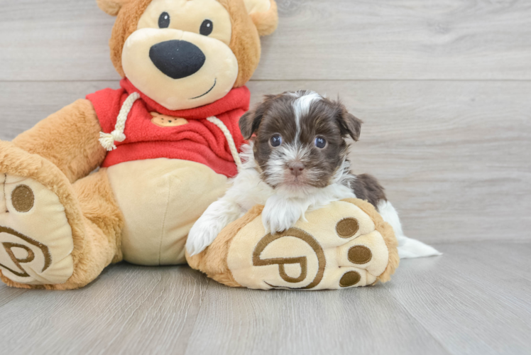 Best Havanese Baby