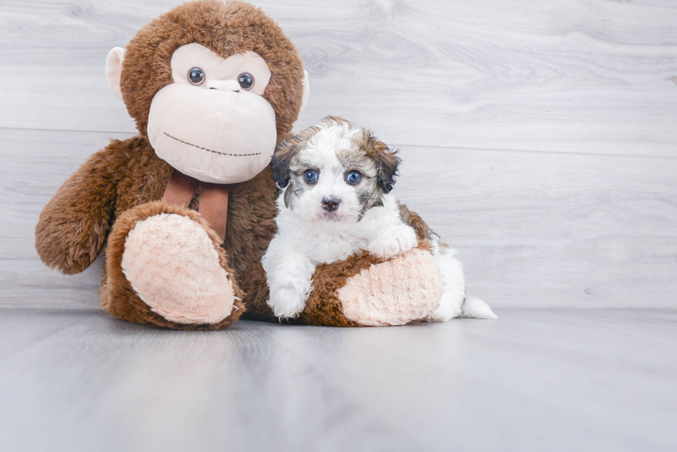 Petite Havanese Purebred Puppy