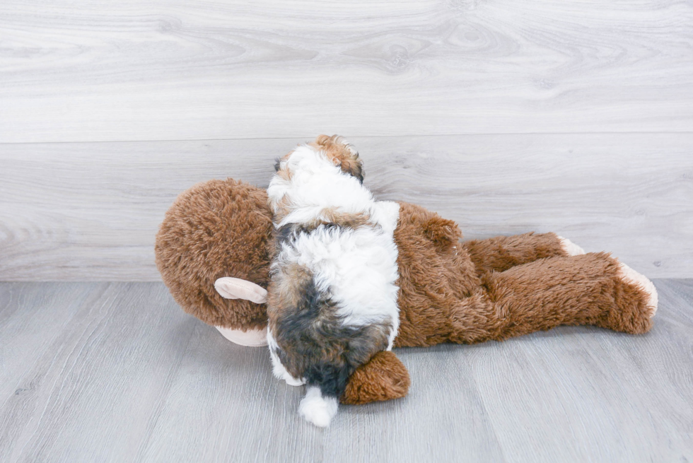 Popular Havanese Baby