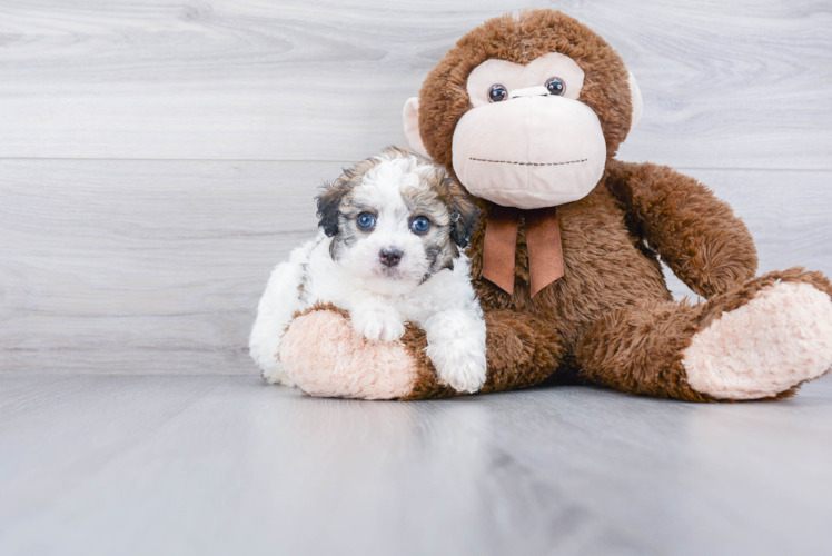 Little Havanese Baby