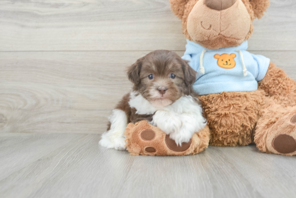 Havanese Puppy for Adoption