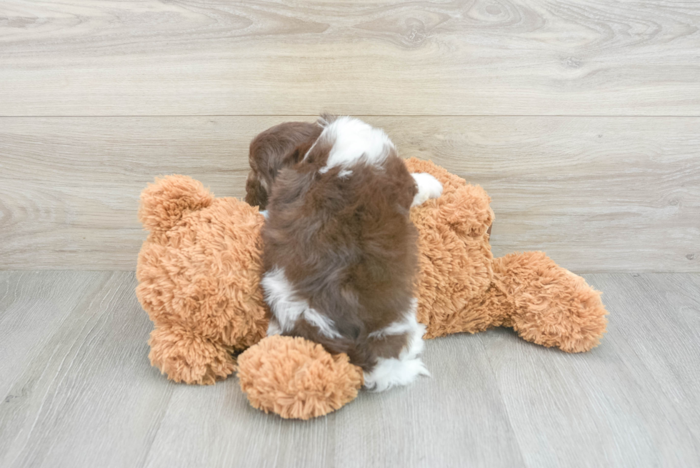 Best Havanese Baby