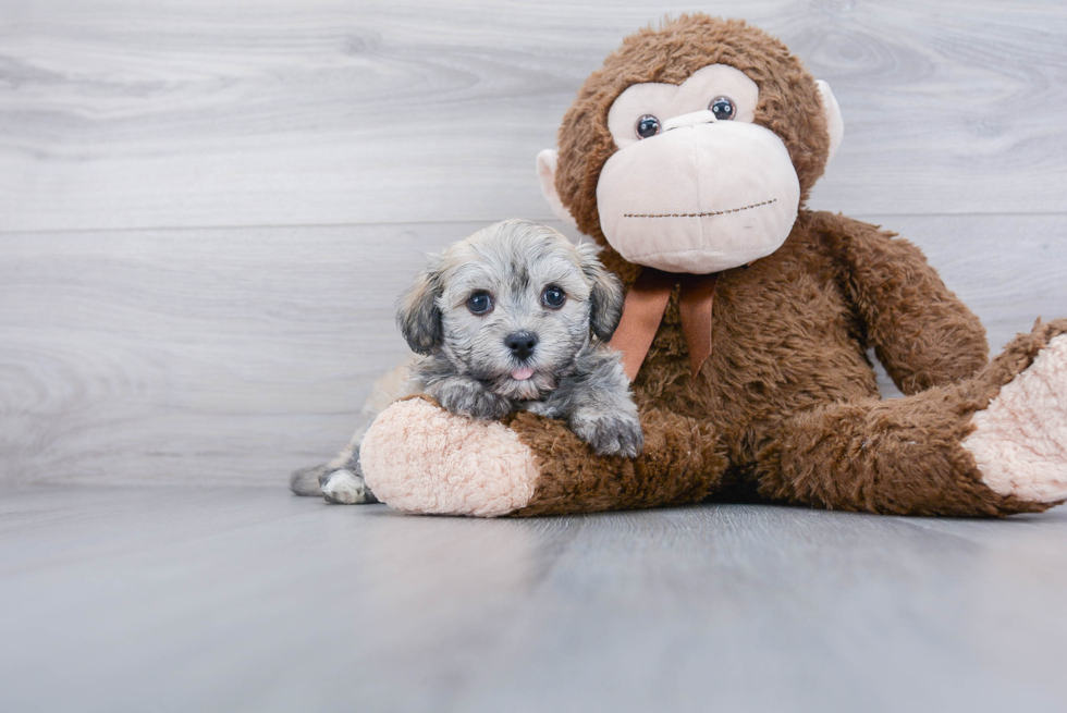 Havanese Puppy for Adoption