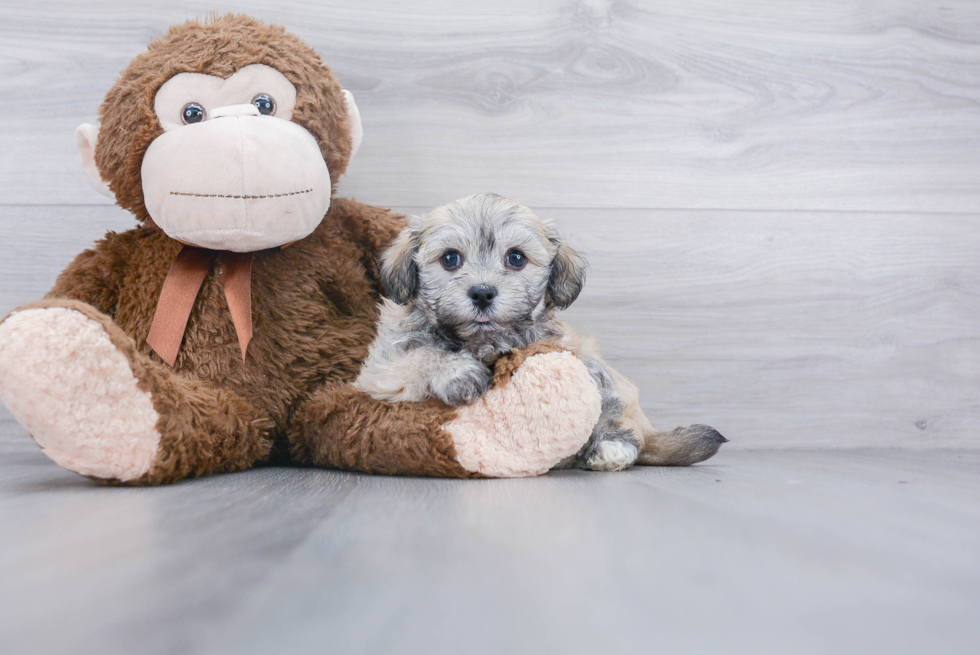 Petite Havanese Purebred Puppy