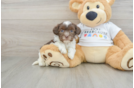 Adorable Bichon Habanero Purebred Puppy