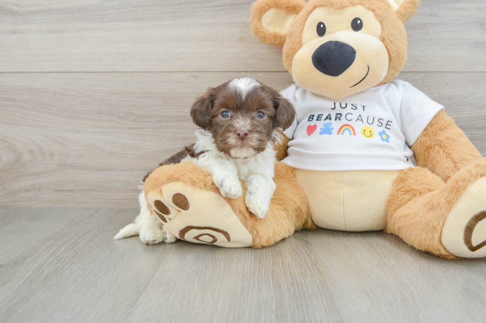 Adorable Bichon Habanero Purebred Puppy