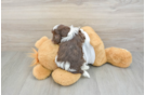 Popular Havanese Purebred Pup