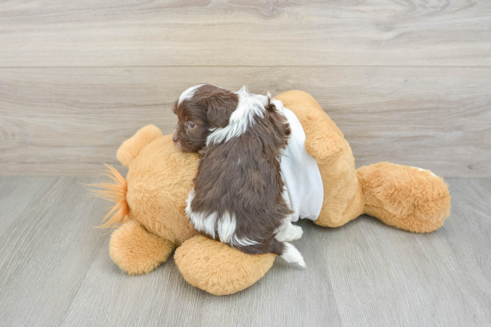 Popular Havanese Purebred Pup