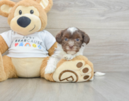 6 week old Havanese Puppy For Sale - Premier Pups