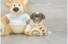 Friendly Havanese Baby