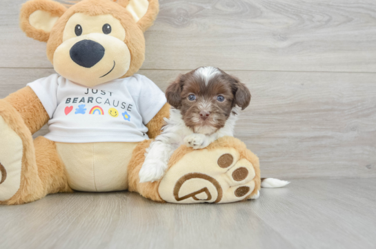 Friendly Havanese Baby