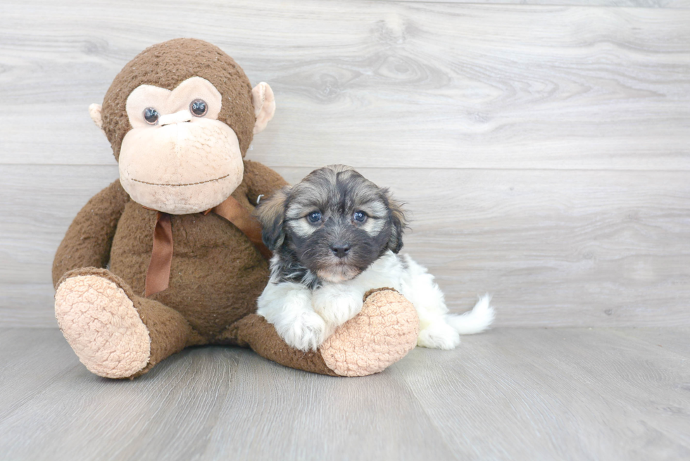 Popular Havanese Purebred Pup