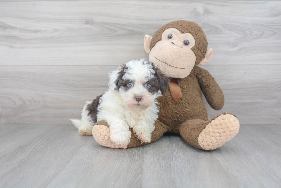 Havanese Pup Being Cute