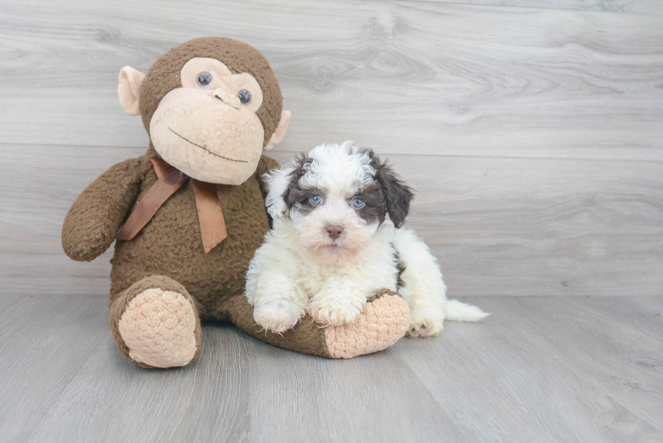 Havanese Puppy for Adoption