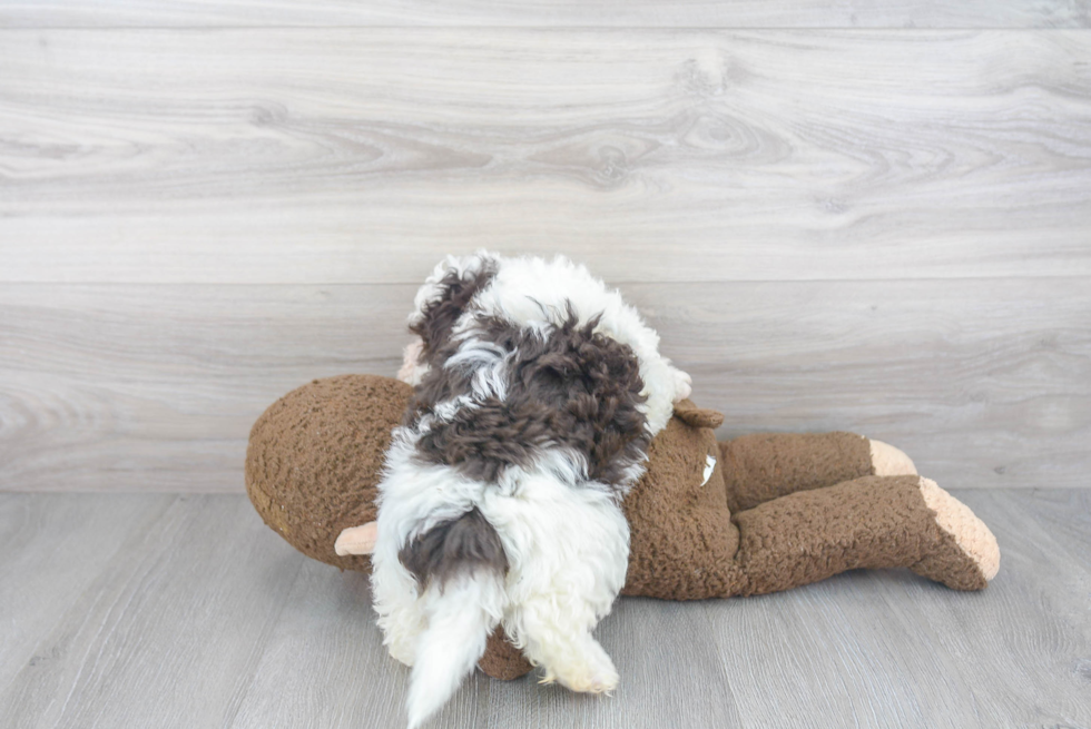 Akc Registered Havanese Purebred Pup