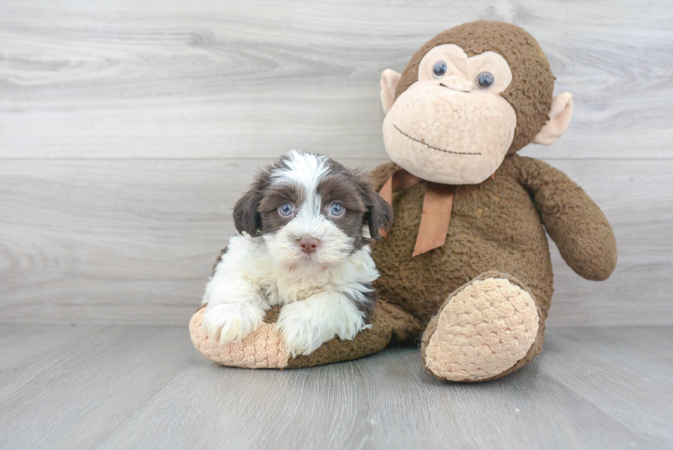 Havanese Pup Being Cute