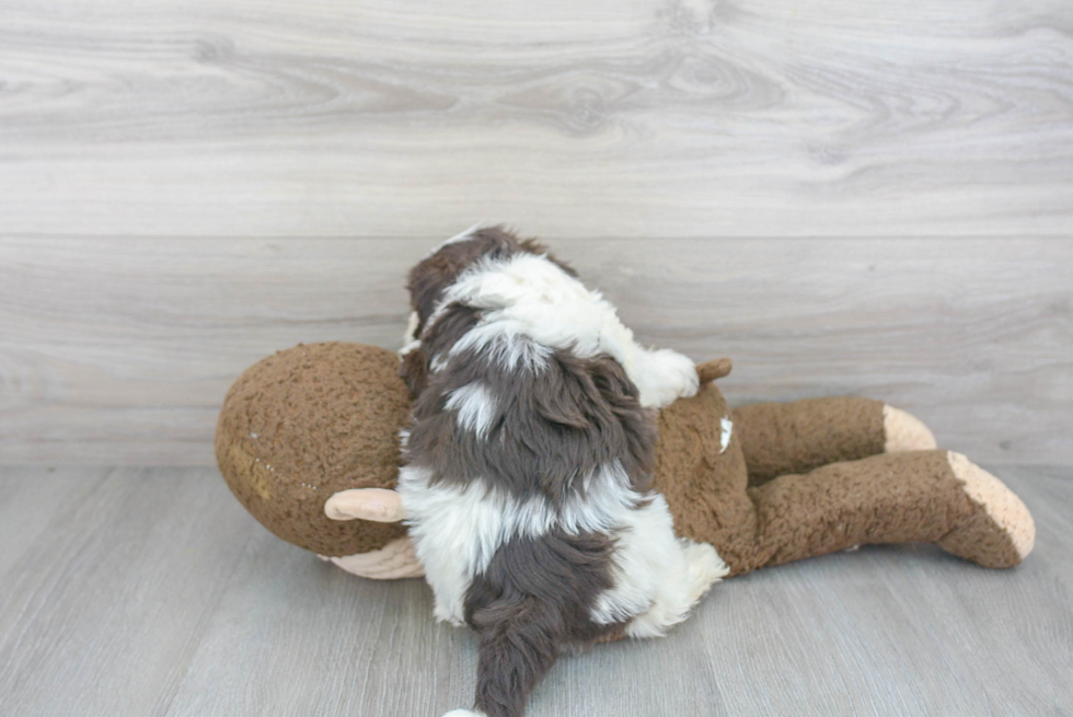 Havanese Pup Being Cute