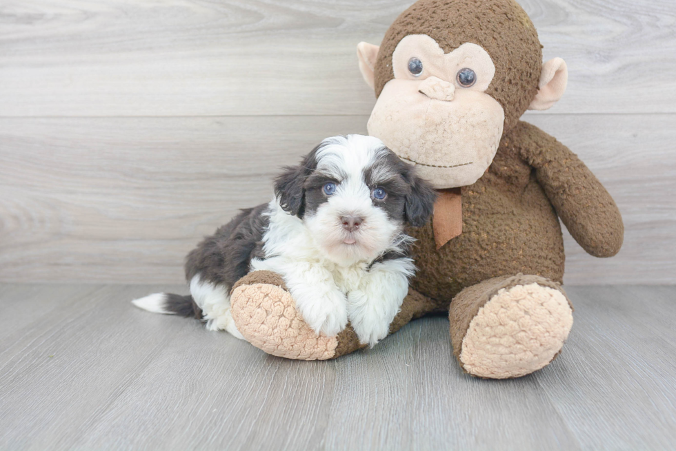 Best Havanese Baby